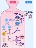 Asai Germanium for immunity